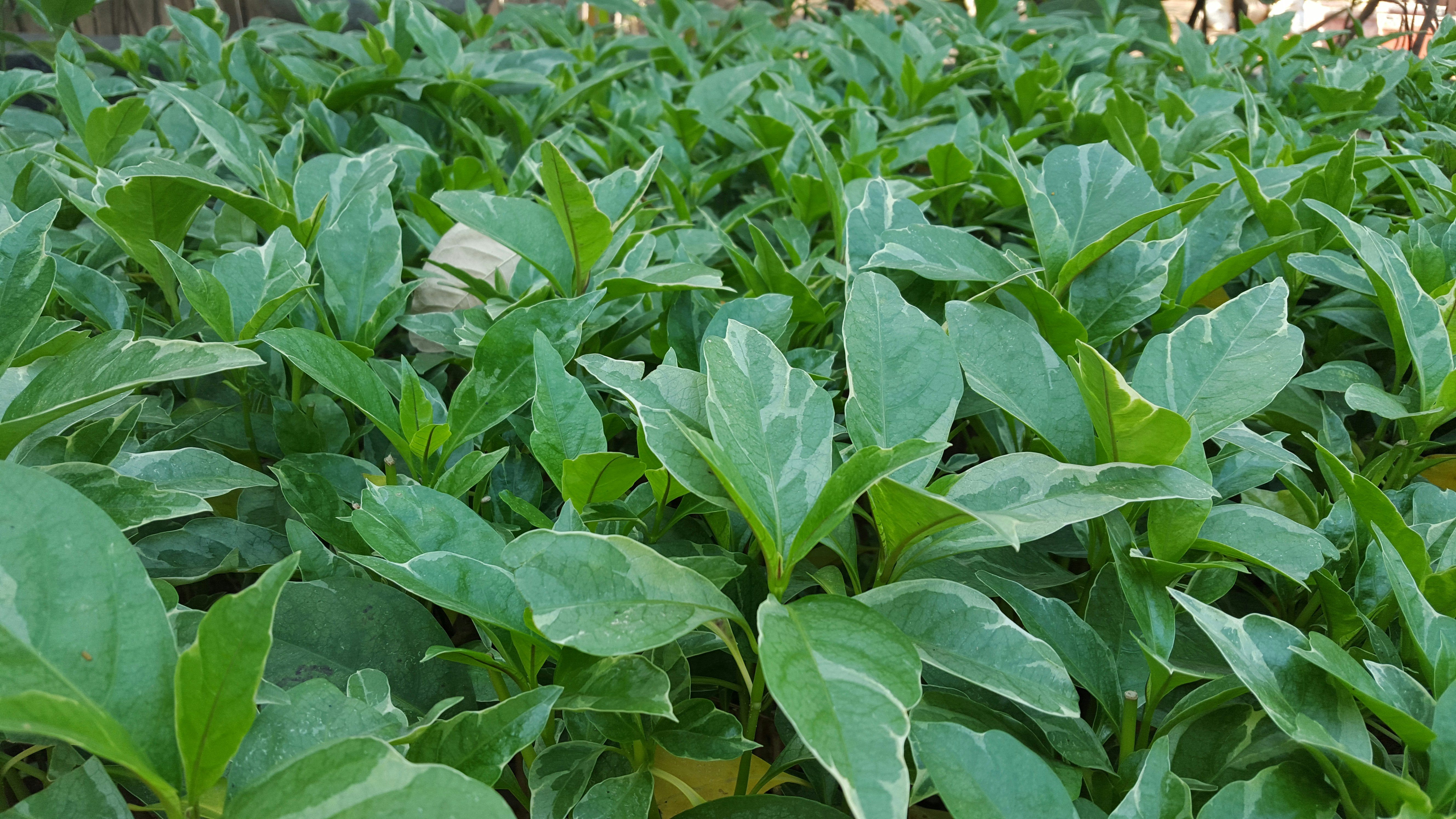 Free Unsplash photo from Dinesh Choudhary