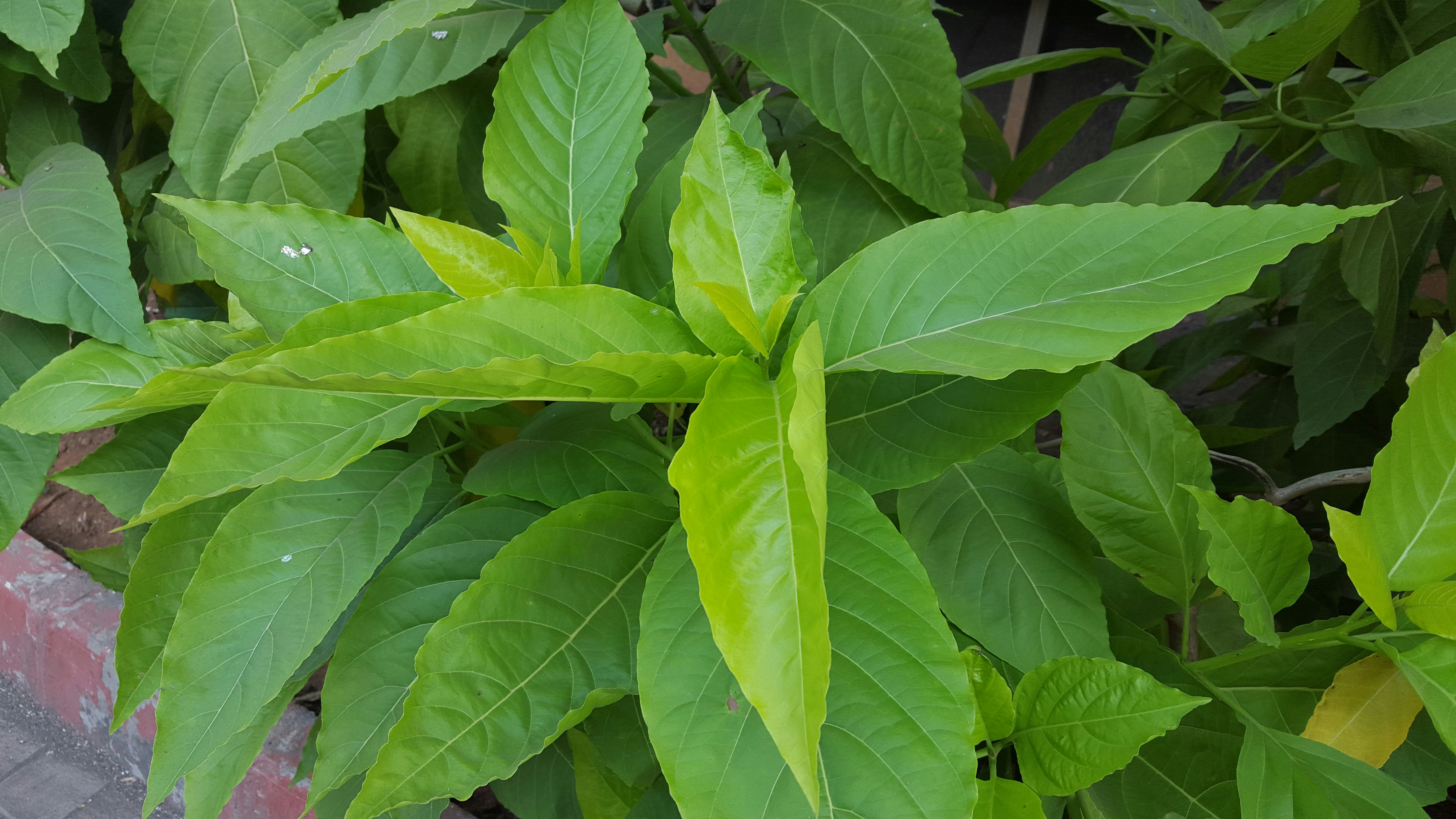 Free Unsplash photo from Dinesh Choudhary