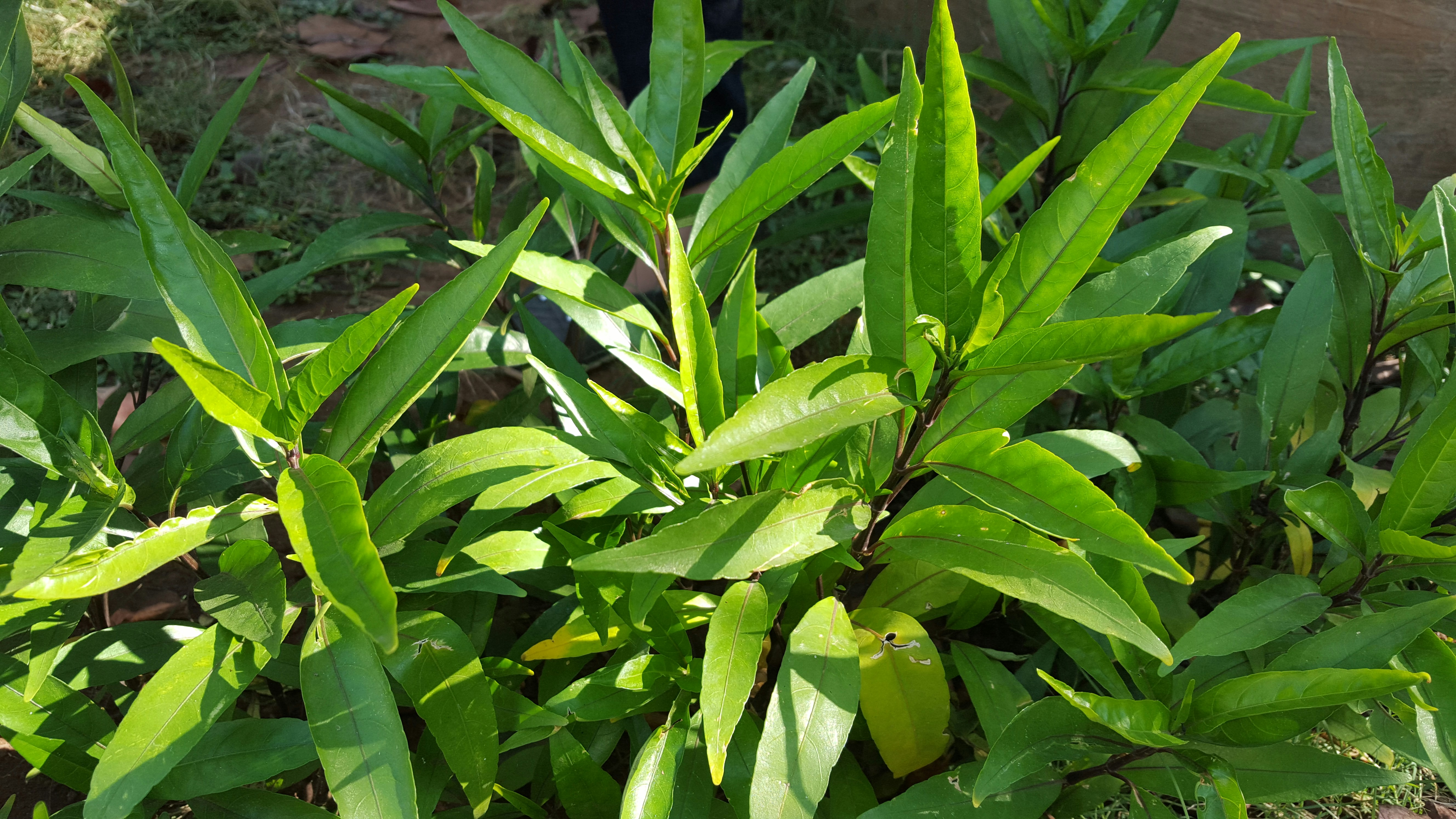 Free Unsplash photo from Dinesh Choudhary