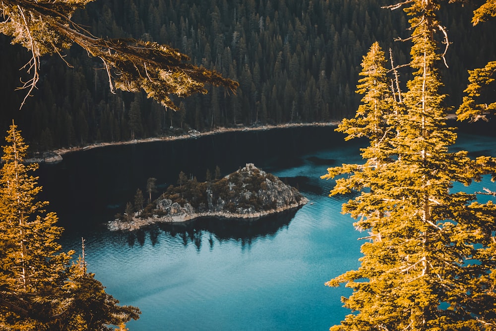 Vista de pájaro de la isla cerca de los árboles altos