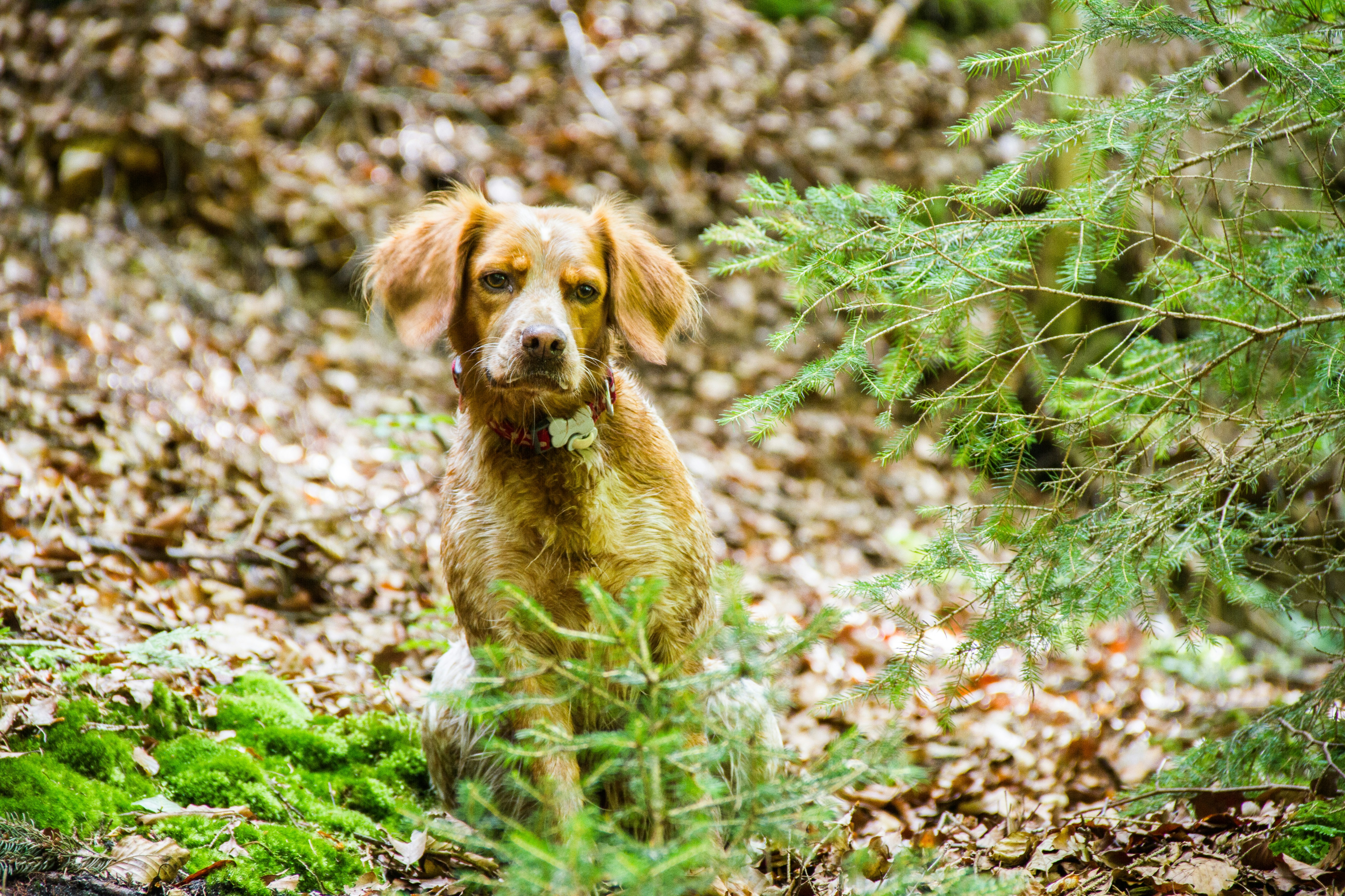 Free Unsplash photo from Donato Tinelli