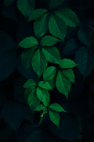 closeup photo of green leafed plant