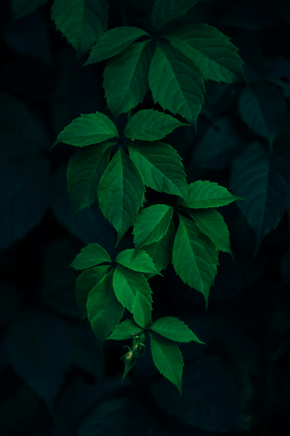 500+ Maple Leaf Pictures [HD]  Download Free Images on Unsplash