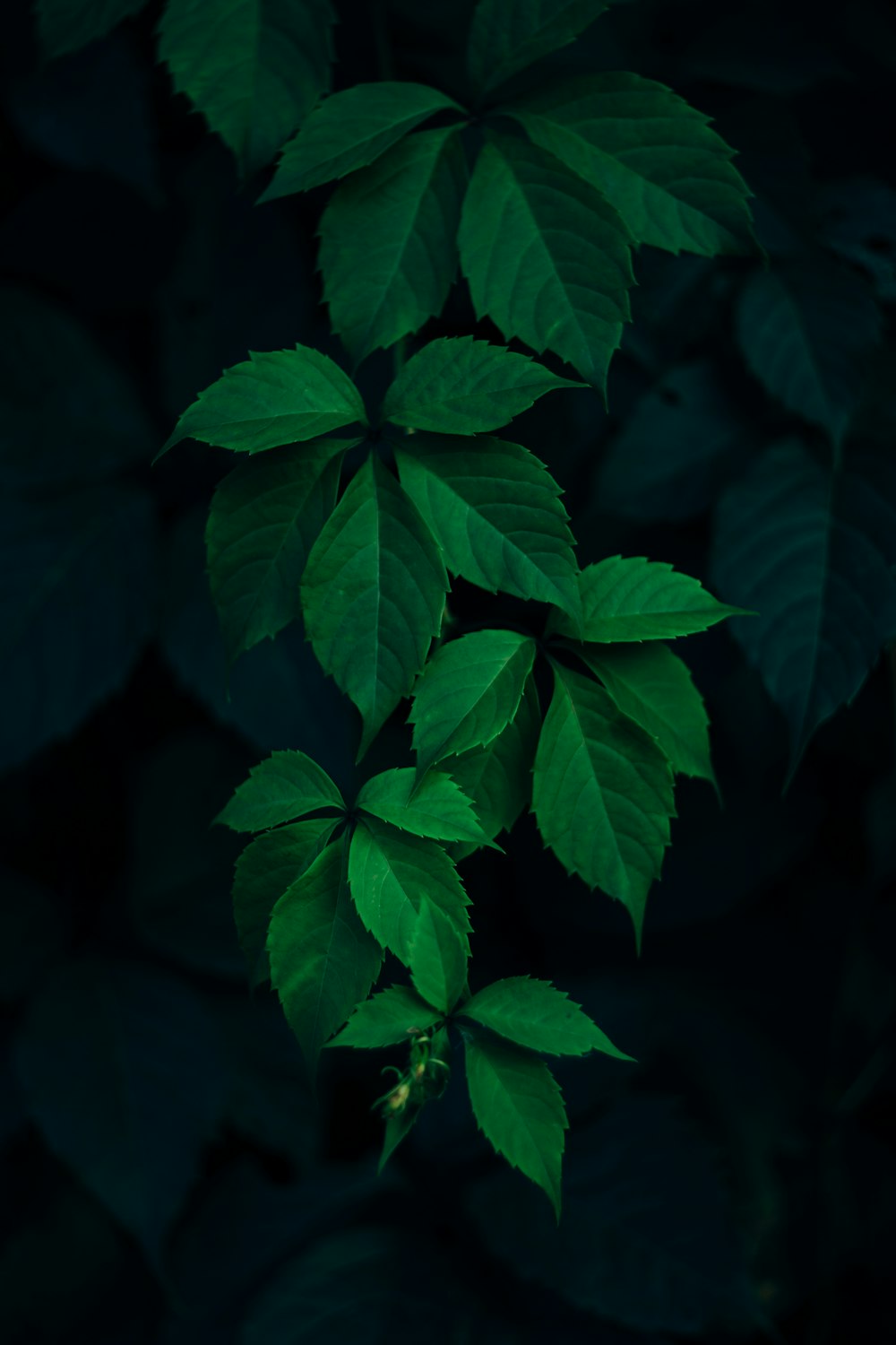 foto aproximada de uma planta de folhas verdes