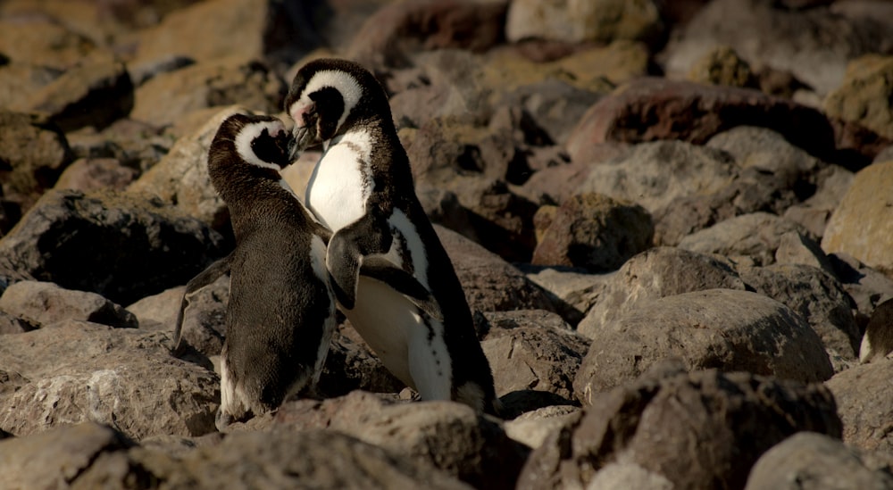Dos pingüinos besándose durante el día