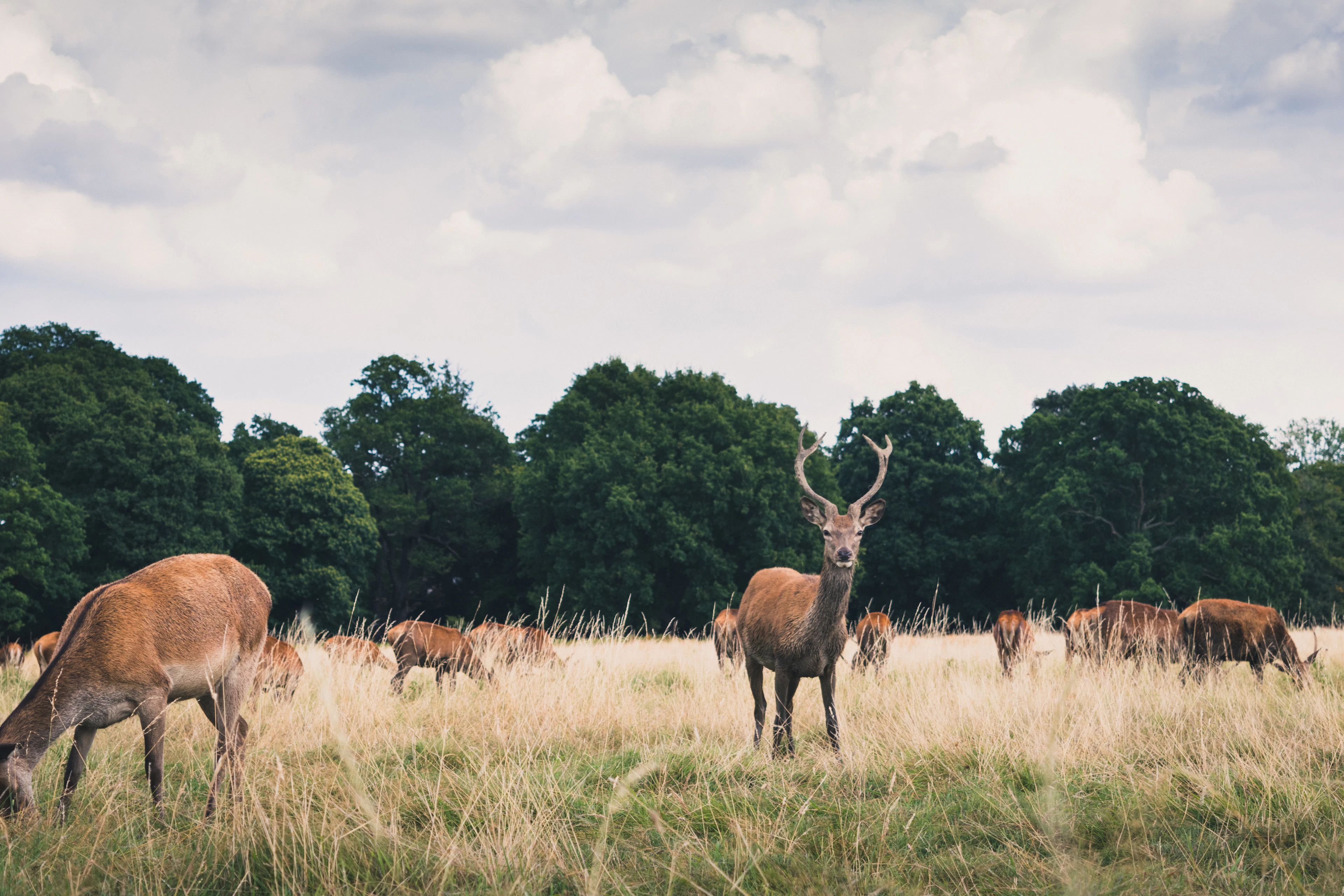 A herd of deer in the long grass of Richmond Park