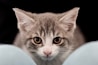 A grey and white cat with large, curious eyes is prominently featured, looking directly at the camera. Its ears are perked up, and it appears to be resting softly between two blurred blue objects in the foreground. The background is dark, which highlights the cat's face.