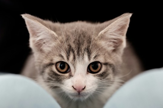 A grey and white cat with large, curious eyes is prominently featured, looking directly at the camera. Its ears are perked up, and it appears to be resting softly between two blurred blue objects in the foreground. The background is dark, which highlights the cat's face.
