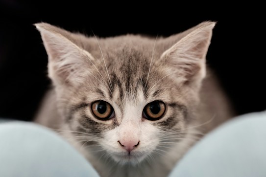 A grey and white cat with large, curious eyes is prominently featured, looking directly at the camera. Its ears are perked up, and it appears to be resting softly between two blurred blue objects in the foreground. The background is dark, which highlights the cat's face.