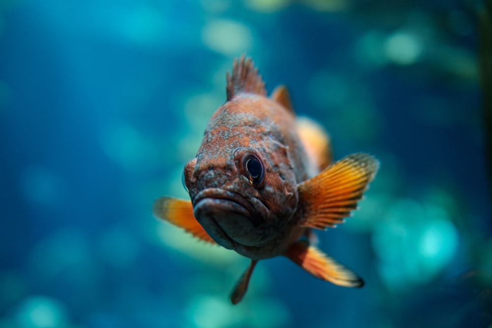 macro shot of orange and brown fish