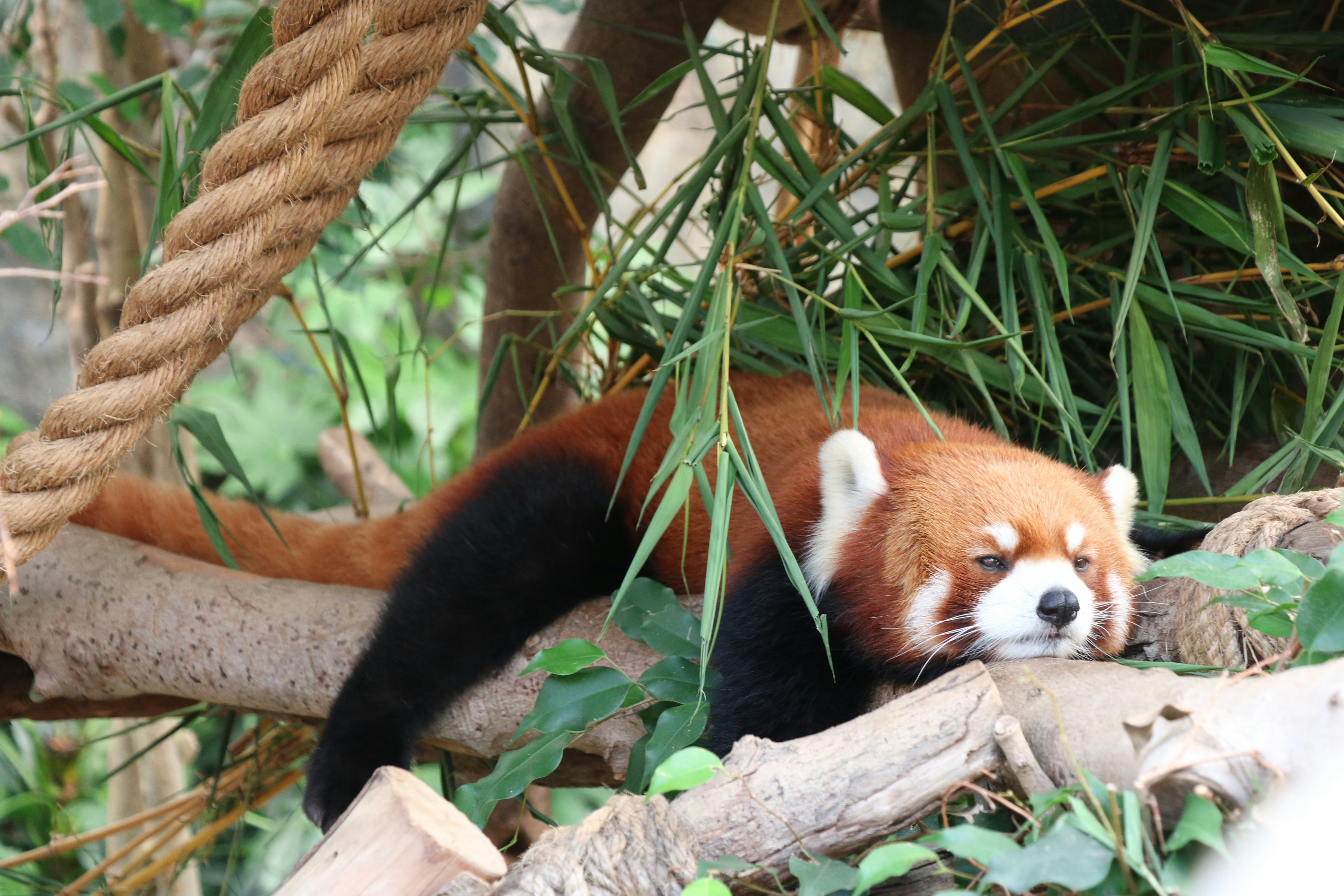 Free Unsplash photo from Jenny Li