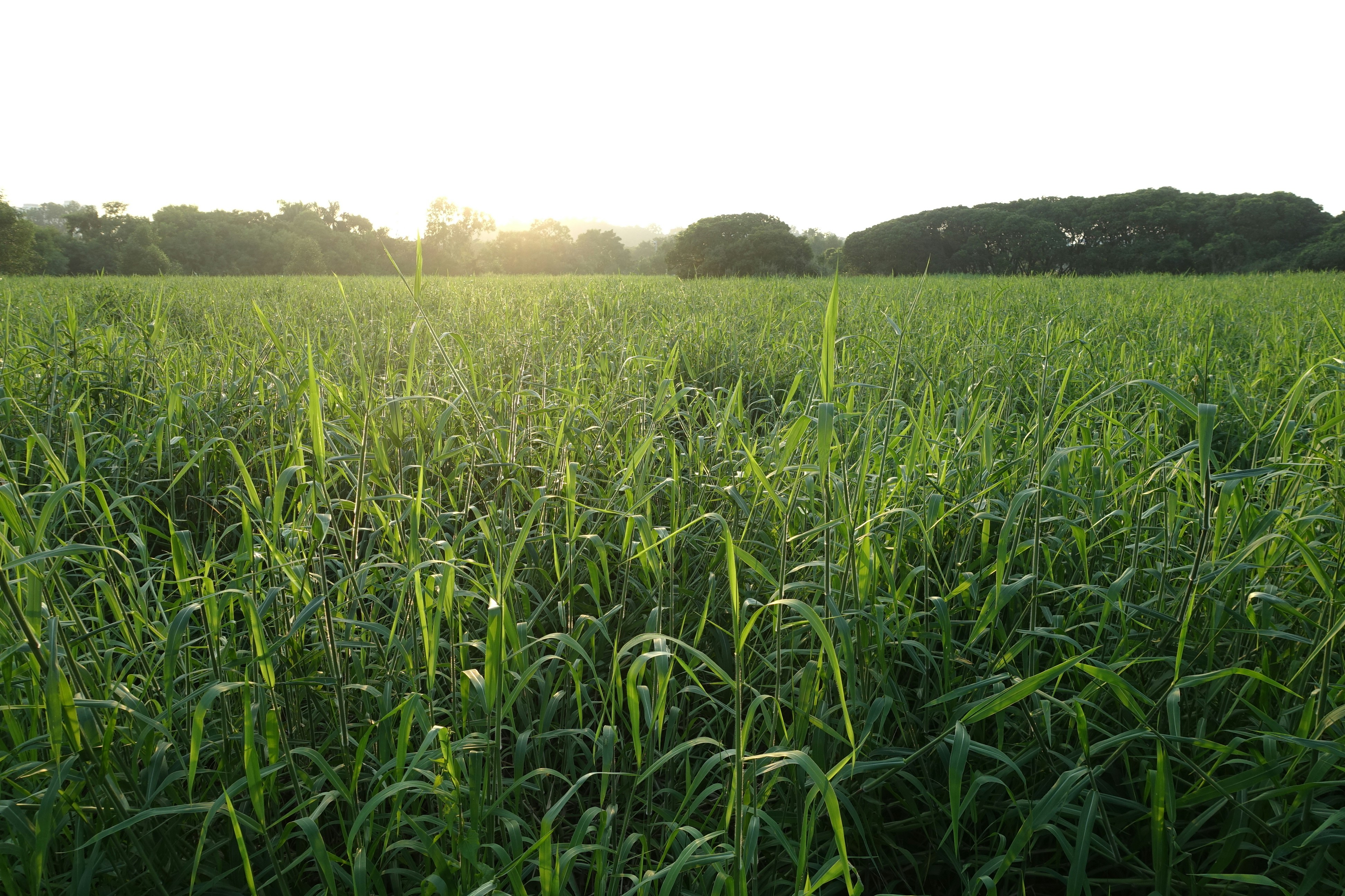 Free Unsplash photo from Jenny Li