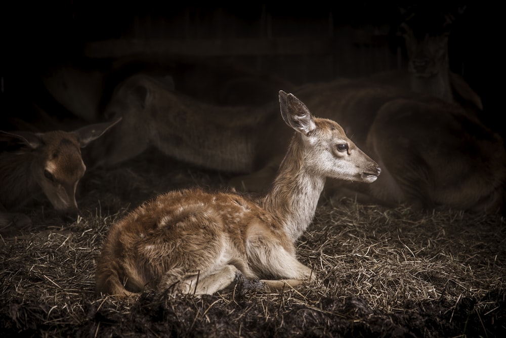 brown deer