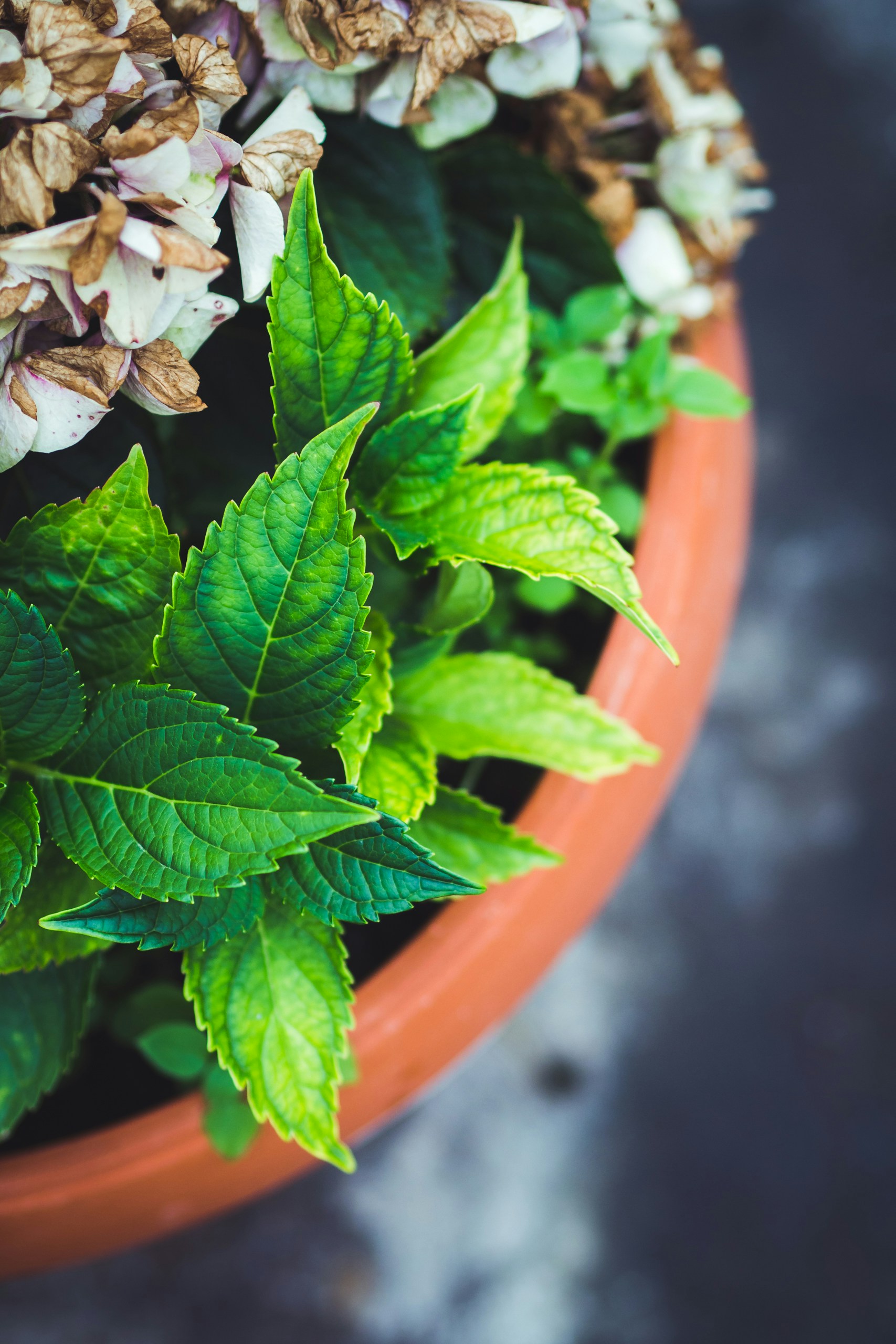 Free Unsplash photo from Ivan Vranić