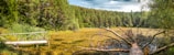 A serene natural landscape featuring a small wooden pier extending over a pond covered with green duckweed. A fallen tree trunk lies partially submerged in the water. Surrounding the pond, a dense forest of tall evergreen trees stretches into the background. The sky above is a clear blue with a few scattered clouds.