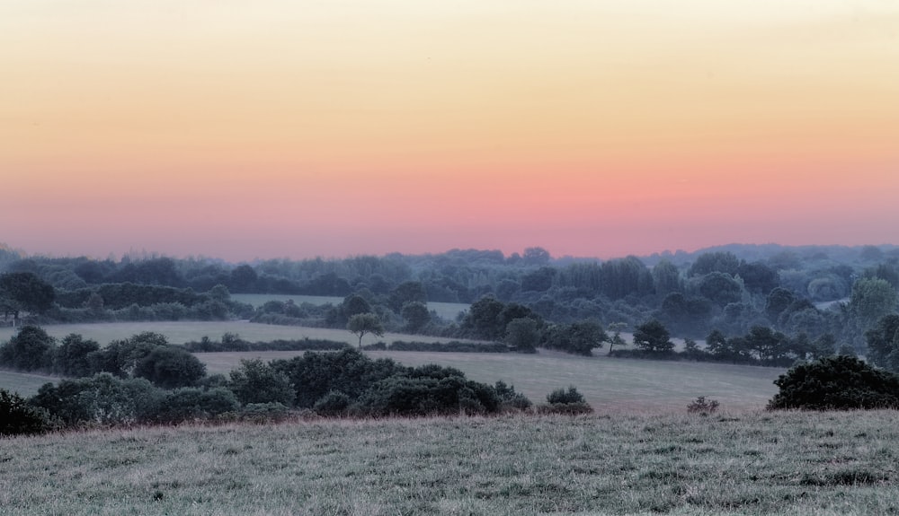 green trees and green field under golden hour