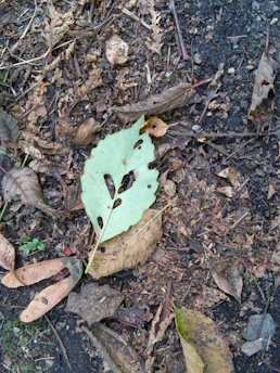 A green leaf with several holes lies on the ground among dried, brown leaves and small twigs. The surrounding soil is dark and littered with organic debris.