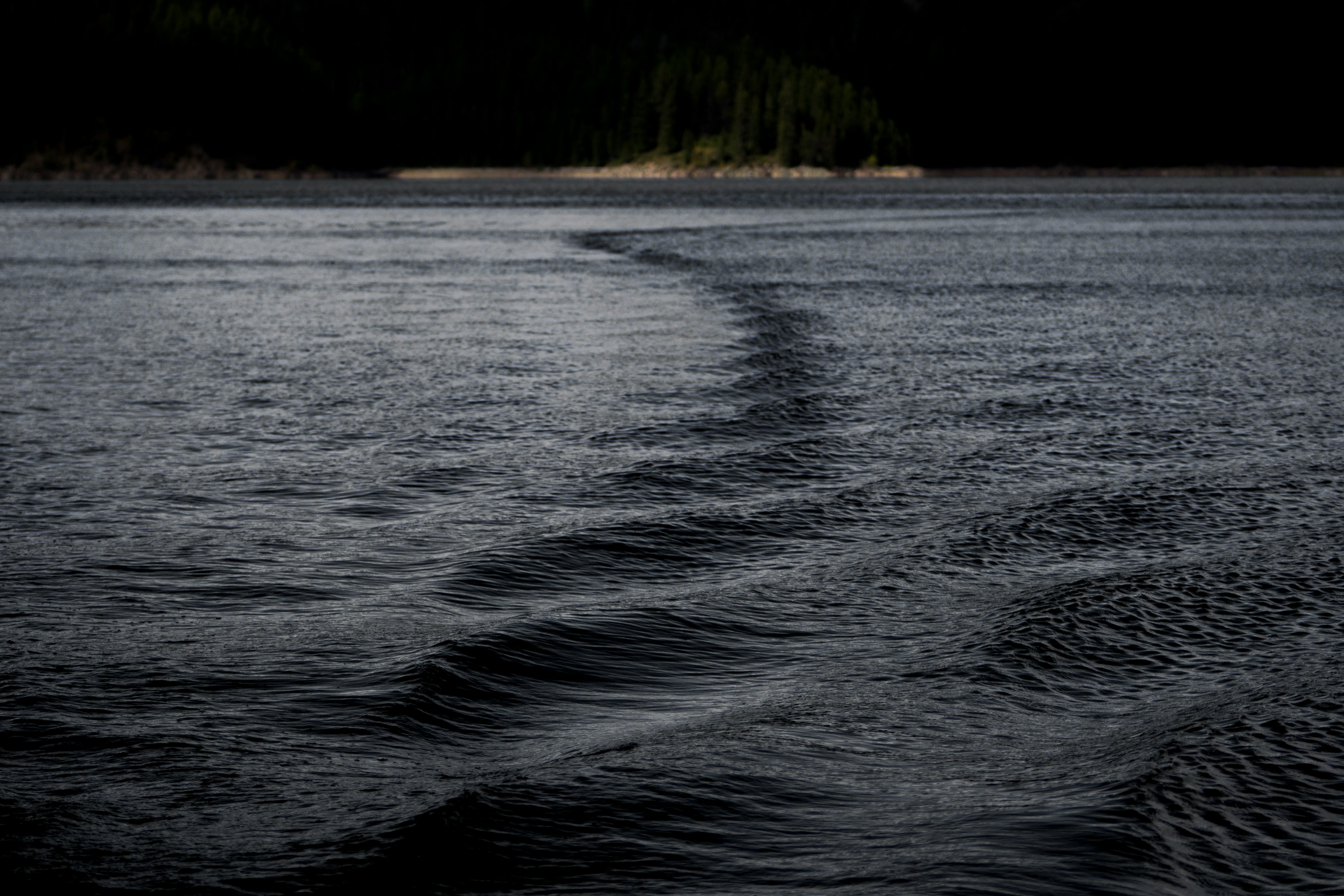 calm body of water near tall trees