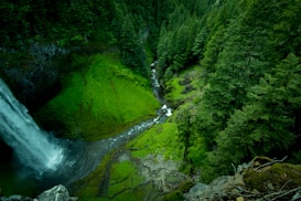 A lush, green forest landscape with a powerful waterfall cascading into a rocky stream. The vibrant greenery of moss and trees surrounds the water, creating an immersive natural scene.