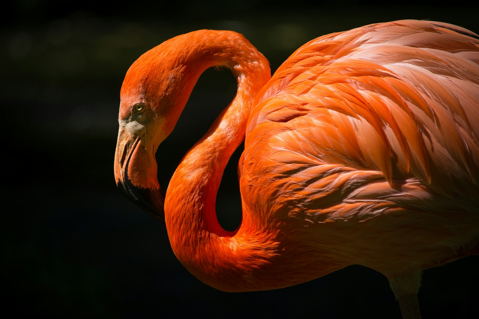 Nikon D5200 + Nikon AF-S DX Nikkor 55-300mm F4.5-5.6G ED VR sample photo. Orange flamingo closeup photography photography