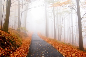 pavement surrounded with dried leaves