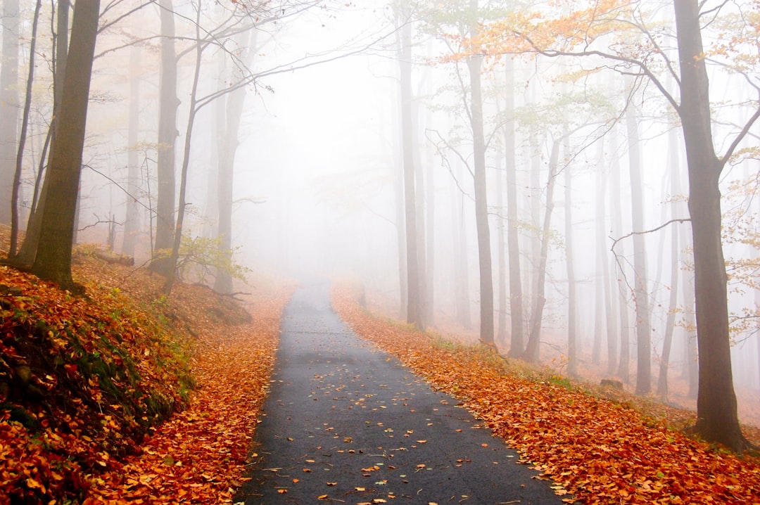 pavement surrounded with dried leaves, Foggy fall road