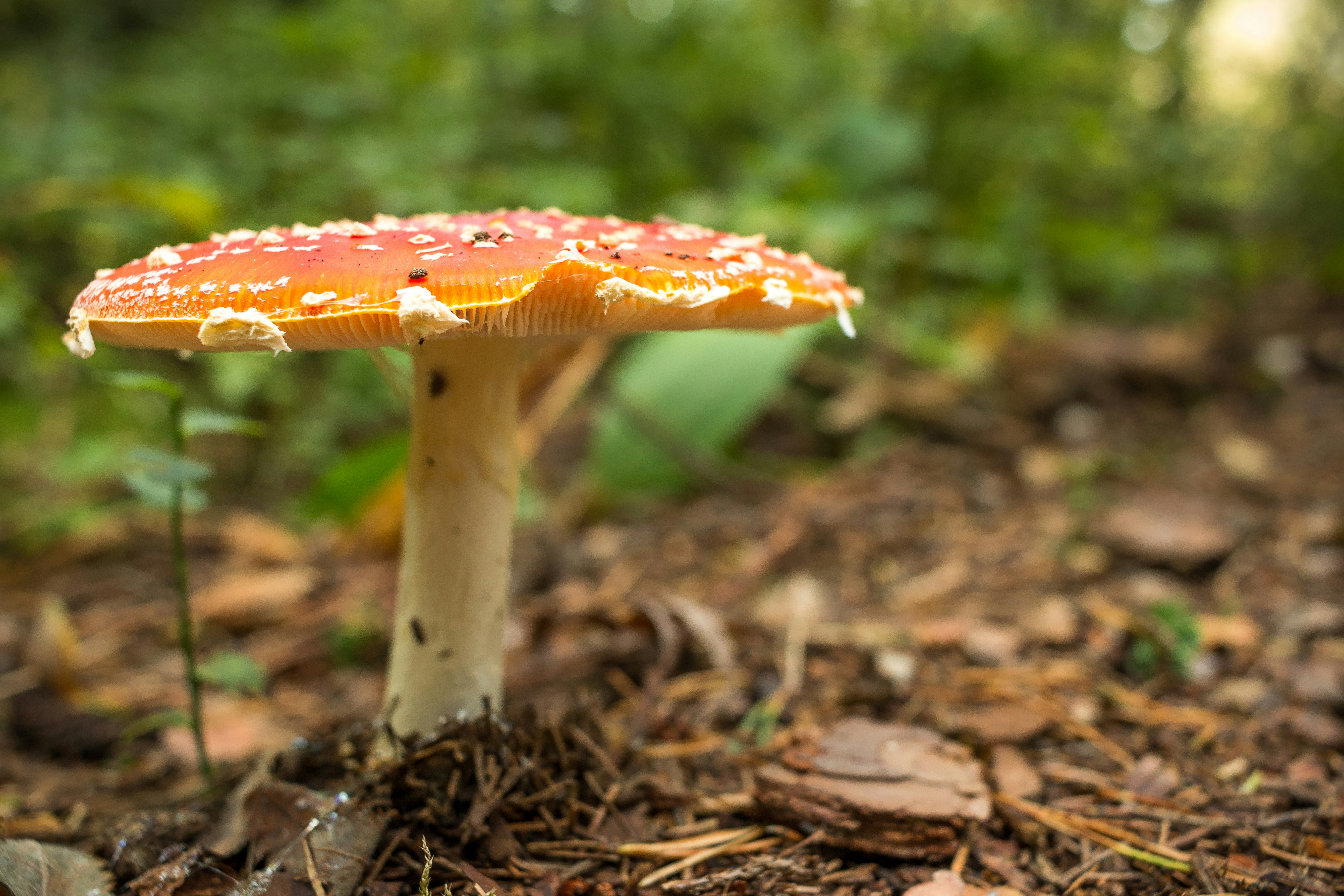 Free Unsplash photo from Juha Lakaniemi