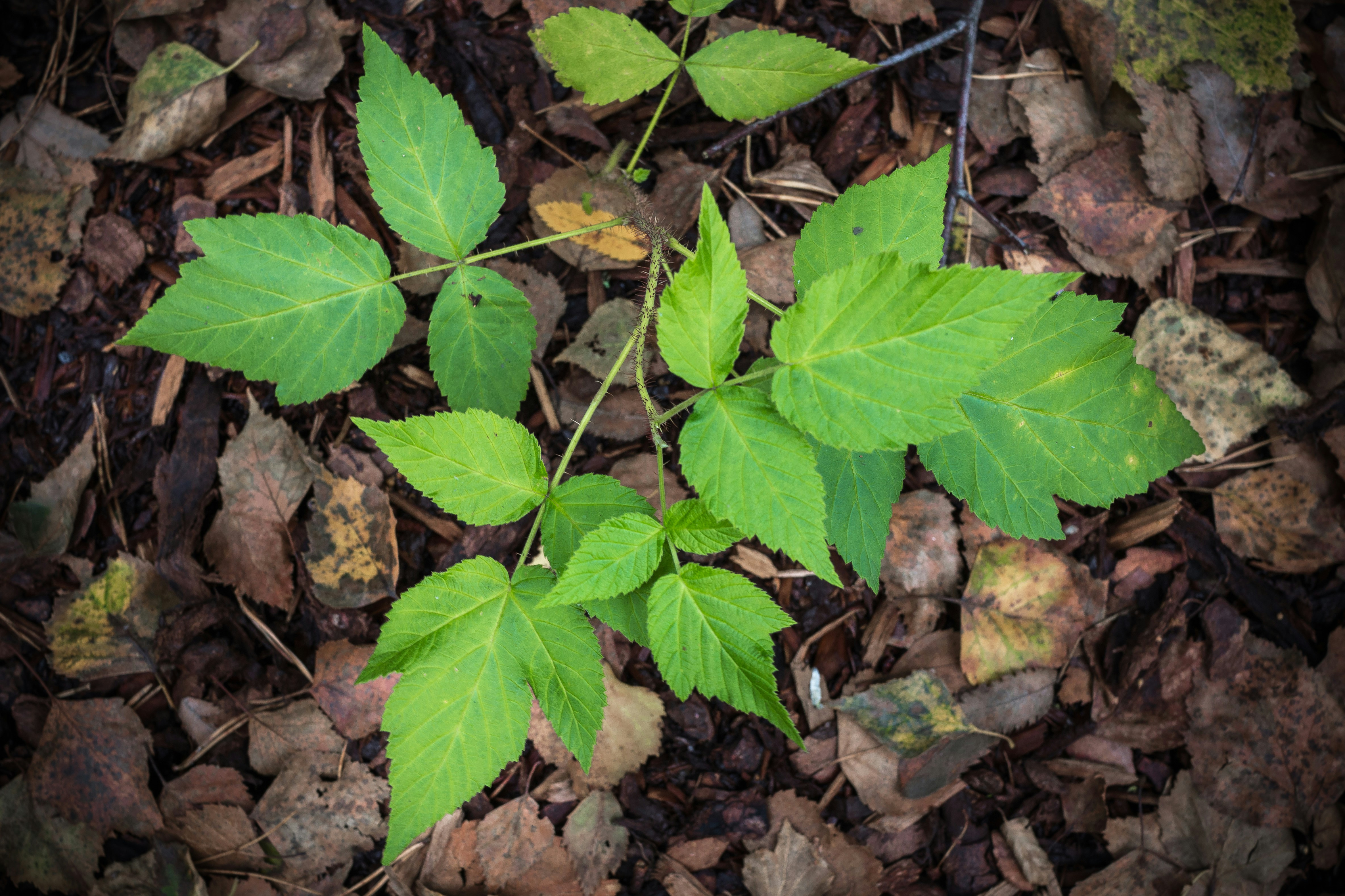 Free Unsplash photo from Juha Lakaniemi