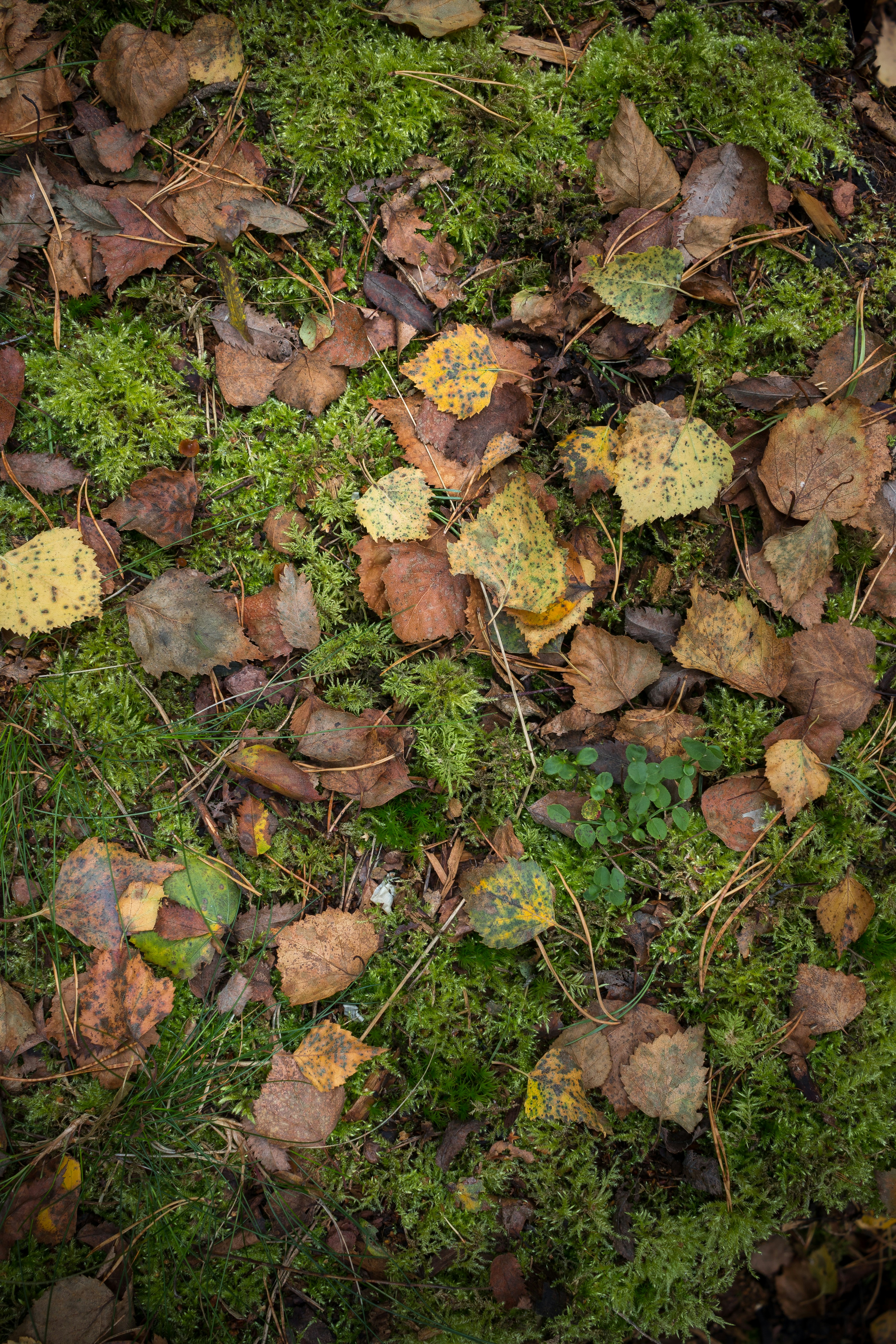 Free Unsplash photo from Juha Lakaniemi