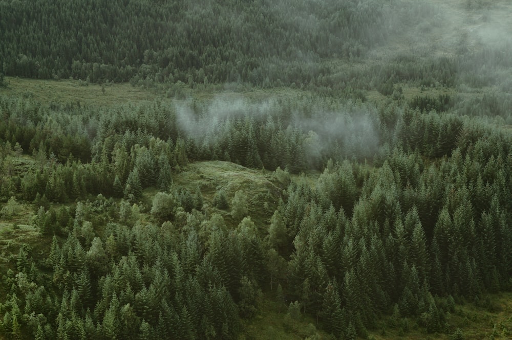 high angle photography of trees