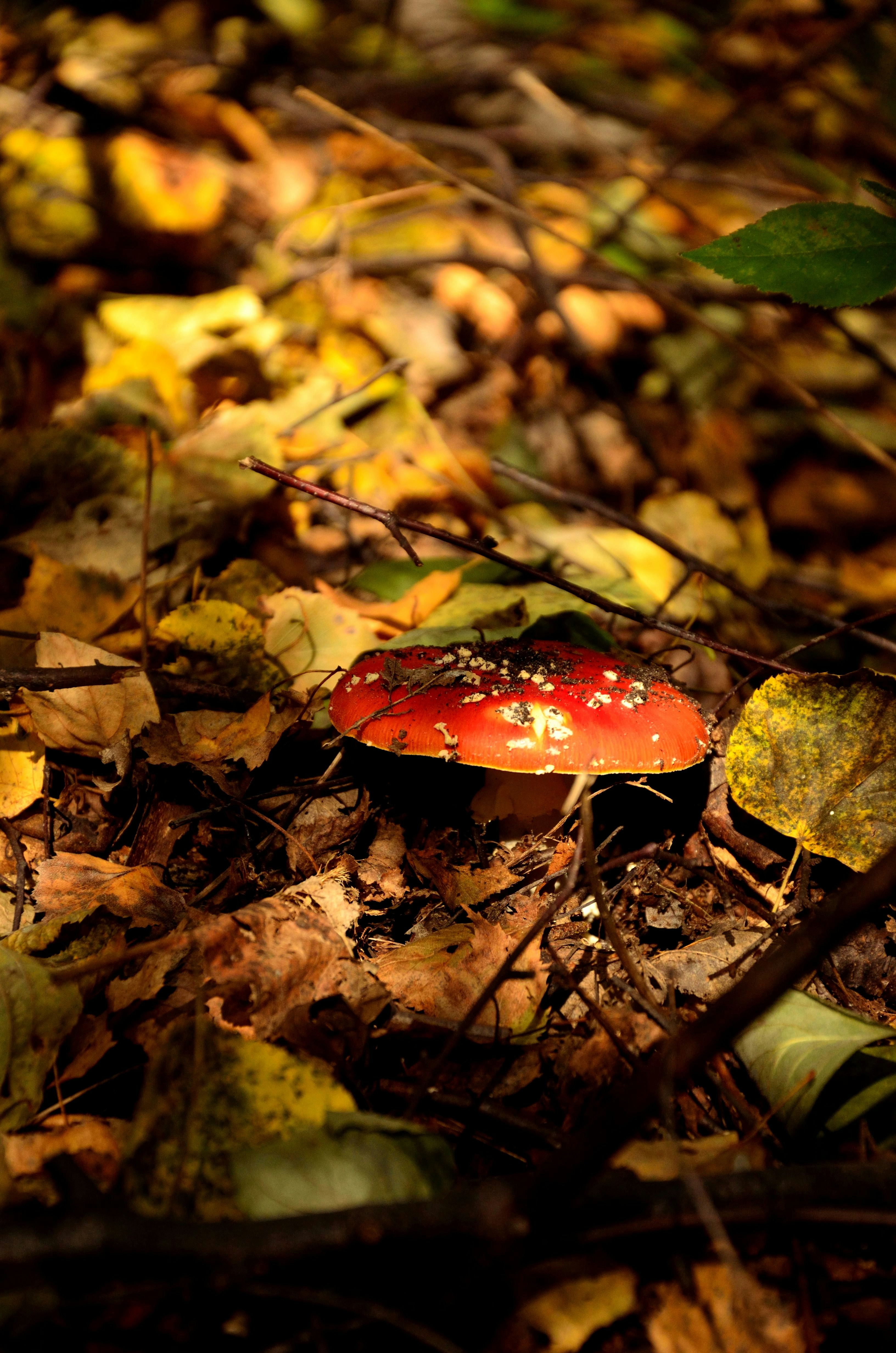 Free Unsplash photo from Piotr Łaskawski