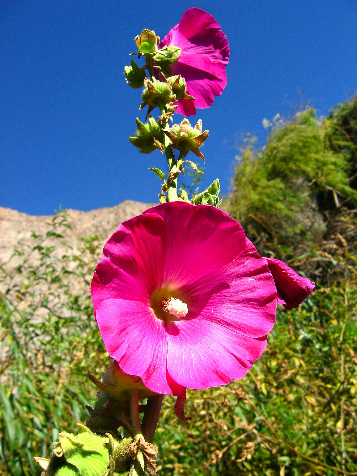 Free Unsplash photo from Marcelo Hernán Arre Márfull