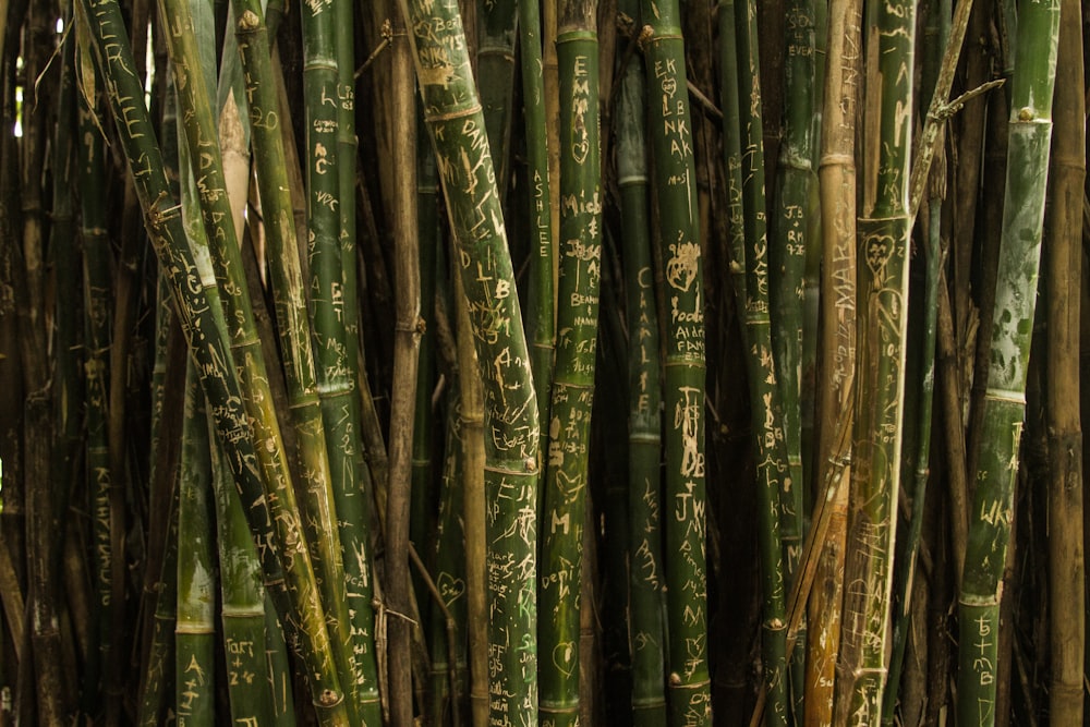 closeup photo of green bamboo sticks