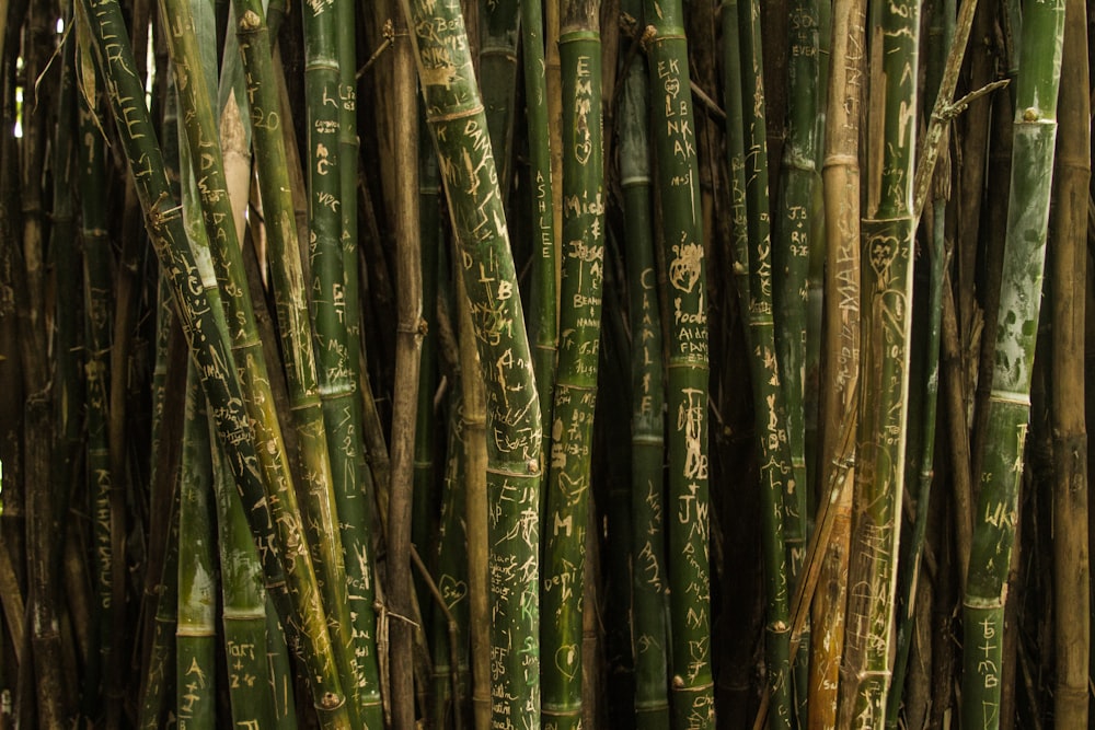 Foto de primer plano de palos de bambú verde