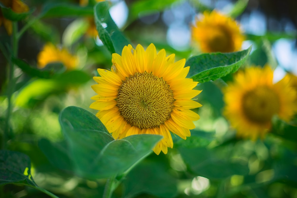 shallow focus photography of sunflower