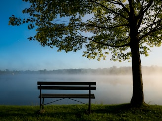 black park bench under trees