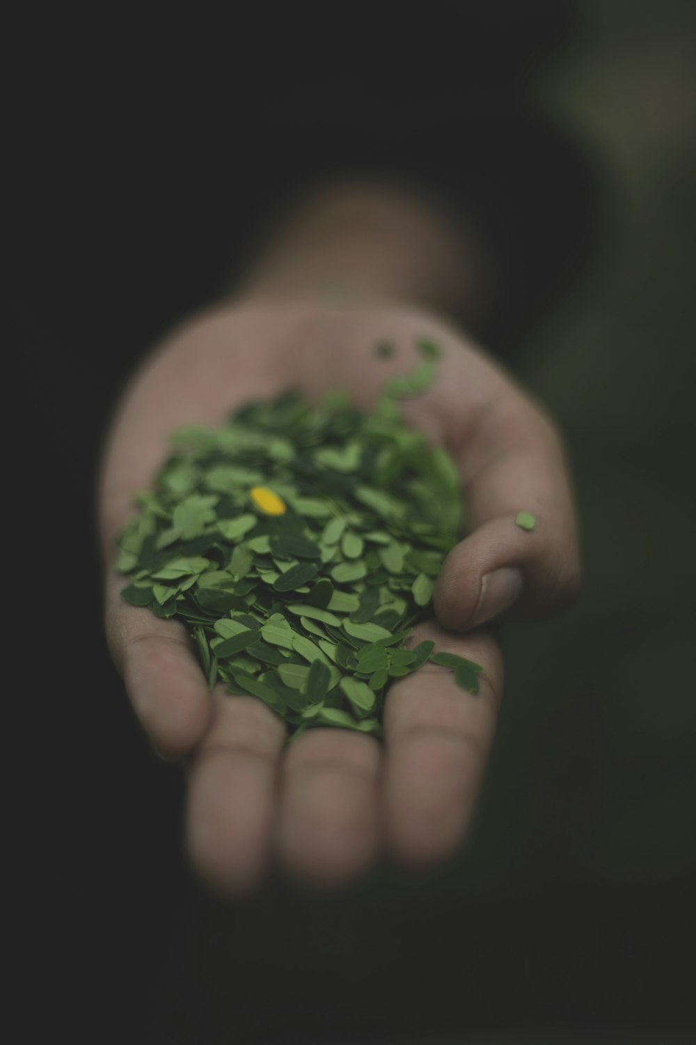 person holding tamarind leaves