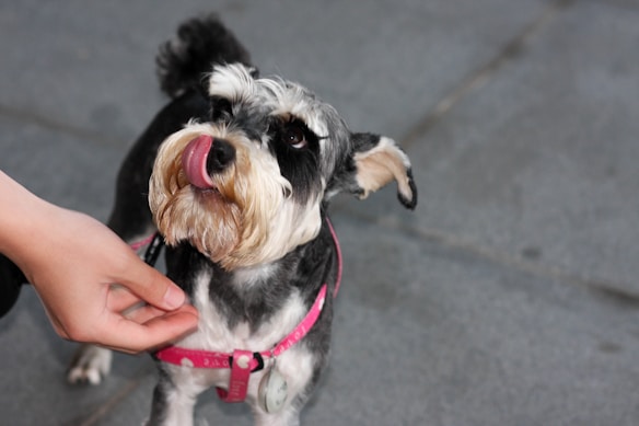 A small Schnauzer dog with a grey and white coat is being petted gently by a person. The dog is wearing a pink harness with a tag attached. Its tongue is out, creating a playful and endearing expression.