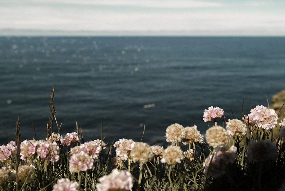 flores cor-de-rosa perto do oceano