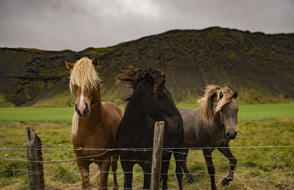 três cavalos variados