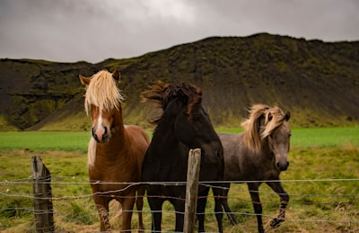 three assorted horses pony teams background