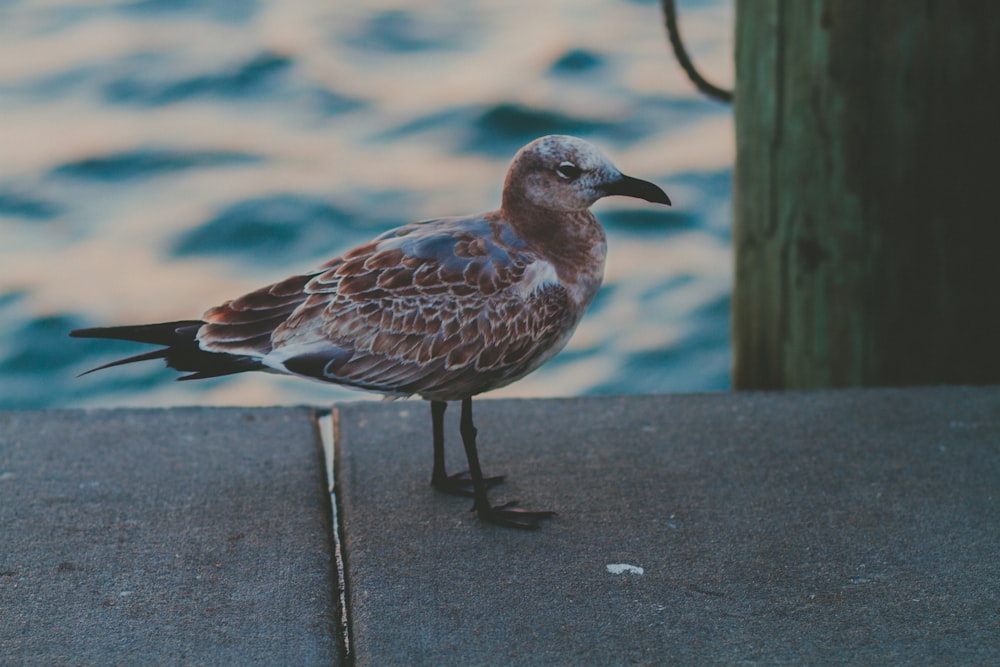 brown and white bird