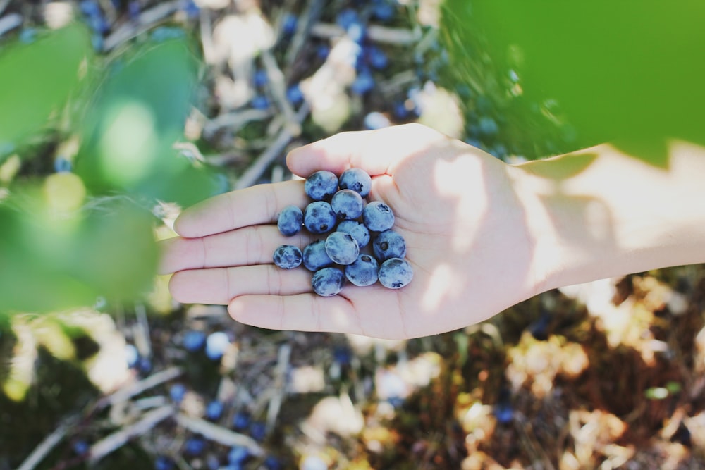 blueberries on person's palm