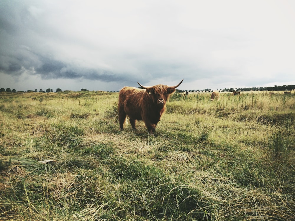 Ganado de las tierras altas parado en el campo de hierba