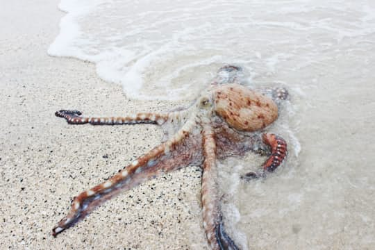 Oktopus