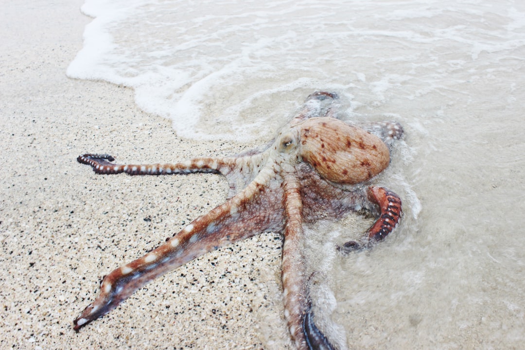 Octopus washed up on beach