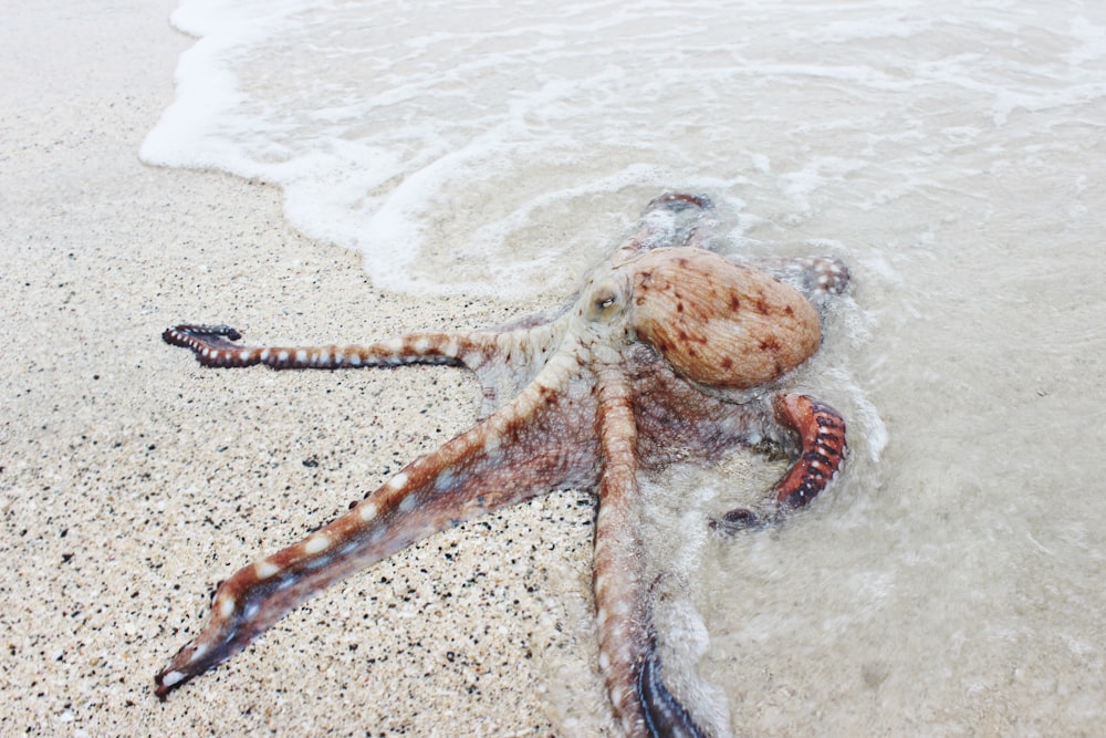 brown octopus on seashore