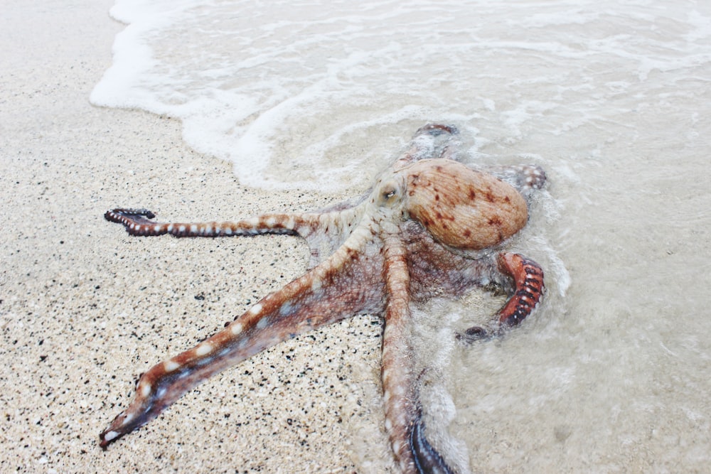 poulpe brun au bord de la mer