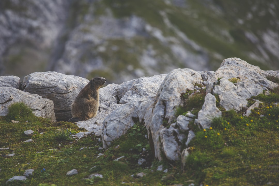 Wildlife photo spot Lisengrat (Ostgipfel) Böttstein