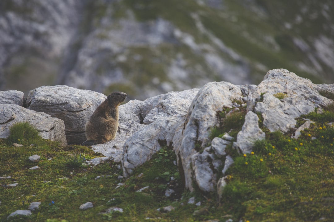 Marmot on a rocky cliff